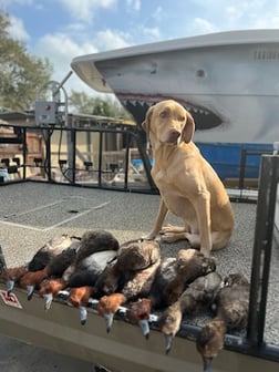 Northern Pintail Fishing in Port Aransas, Texas