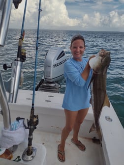 Cobia fishing in Frisco, North Carolina