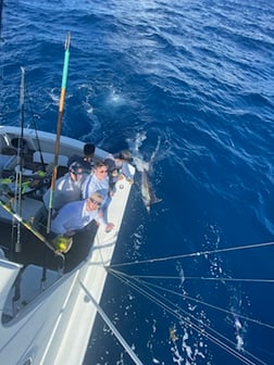 Blue Marlin fishing in San Juan, Puerto Rico