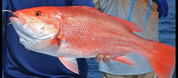 Red Snapper Fishing in Clearwater, Florida