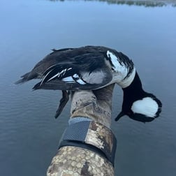 Bufflehead Hunting in Panama City, Florida