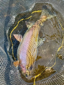 Rainbow Trout Fishing in Hume, California