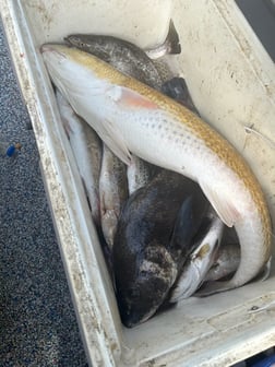 Fishing in Galveston, Texas