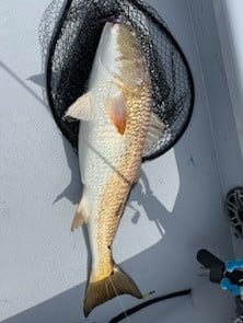 Speckled Trout Fishing in Galveston, Texas