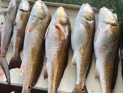 Redfish Fishing in Galveston, Texas