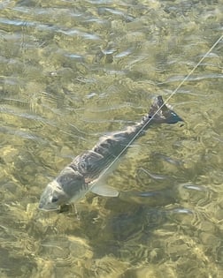 Redfish Fishing in Aransas Pass, Texas