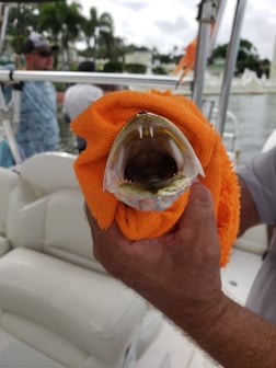 Fishing in Clearwater, Florida