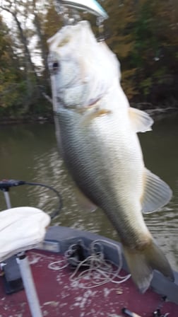 Striped Bass Fishing in Holmes Beach, Florida