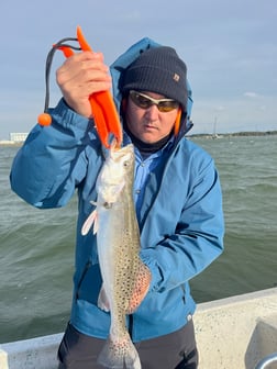 Black Drum, Redfish, Speckled Trout Fishing in Galveston, Texas