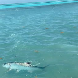 Tarpon Fishing in Islamorada, Florida