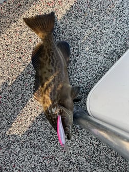 Redfish fishing in Holmes Beach, Florida