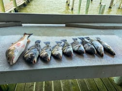 Flounder Fishing in Galveston, Texas