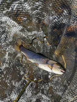 Fishing in Hume, California