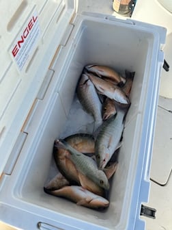 Mangrove Snapper Fishing in Homestead, Florida