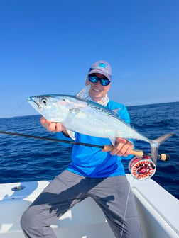 False Albacore Fishing in Jupiter, Florida