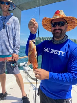 Hogfish fishing in St. Petersburg, Florida