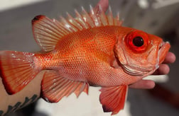 Red Snapper fishing in Clearwater, Florida