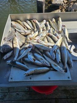 Fishing in Sulphur, Louisiana