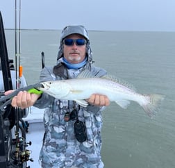 Speckled Trout / Spotted Seatrout fishing in Galveston, Texas