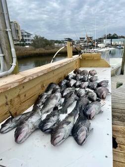 Black Seabass Fishing in Wilmington, North Carolina