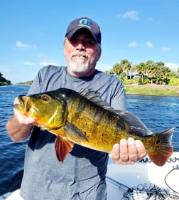 Peacock Bass Fishing in Delray Beach, Florida