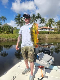 Peacock Bass Fishing in Wellington, Florida