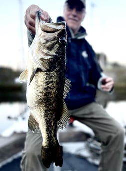 Peacock Bass Fishing in Delray Beach, Florida