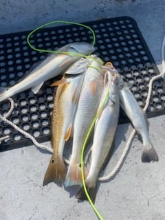 Speckled Trout Fishing in Ingleside, Texas