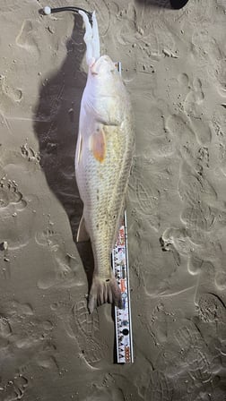 Fishing in Corpus Christi, Texas