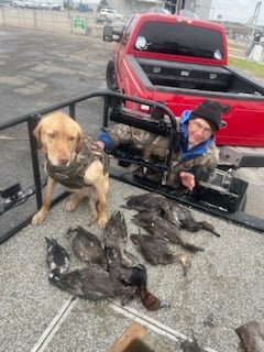 Northern Pintail Fishing in Port Aransas, Texas