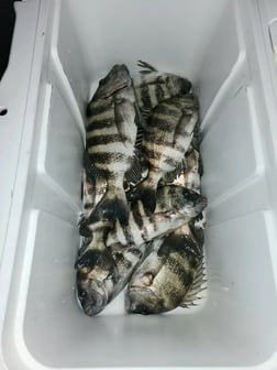 Sheepshead Fishing in Chokoloskee, Florida