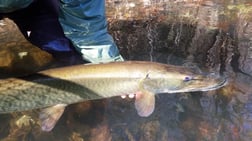 Rainbow Trout fishing in Roanoke, Virginia