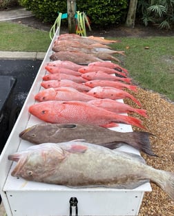 Bluefin Tuna fishing in Sarasota, Florida