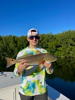 Snook Fishing in Tampa, Florida