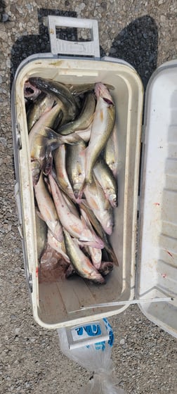 Walleye Fishing in Port Clinton, Ohio