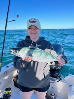 Bonito Fishing in Beaufort, North Carolina