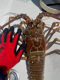 Lobster Fishing in Key West, Florida