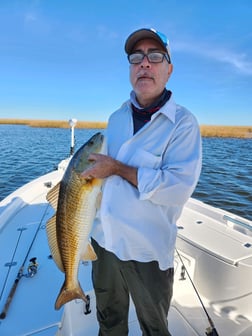 Redfish, Sheepshead, Speckled Trout / Spotted Seatrout Fishing in Yscloskey, Louisiana