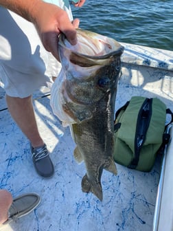 Largemouth Bass fishing in Del Rio, Texas