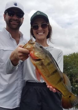 Peacock Bass Fishing in Fort Lauderdale, Florida