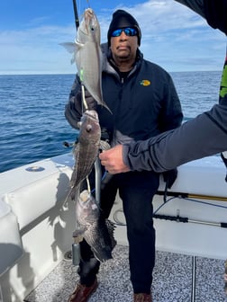 Black Seabass, Tilefish Fishing in Virginia Beach, Virginia