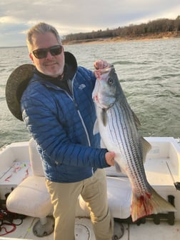 Hybrid Striped Bass Fishing in Pottsboro, Texas