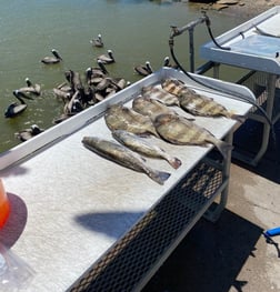 Sheepshead, Speckled Trout / Spotted Seatrout fishing in Texas City, Texas