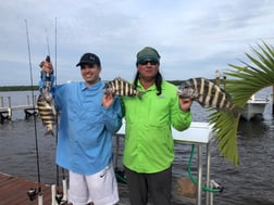 Sheepshead Fishing in Chokoloskee, Florida