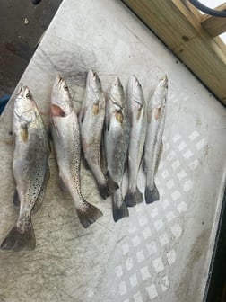 Speckled Trout Fishing in Corpus Christi, Texas