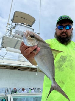 Almaco Jack, Perch, Red Snapper Fishing in Destin, Florida