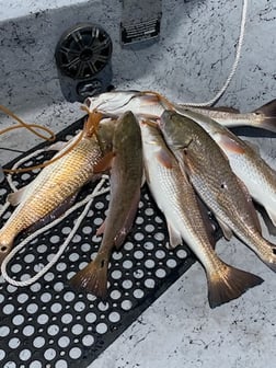 Black Drum, Flounder, Redfish, Speckled Trout Fishing in Ingleside, Texas