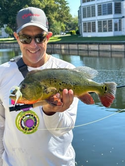 Peacock Bass Fishing in Jupiter, Florida