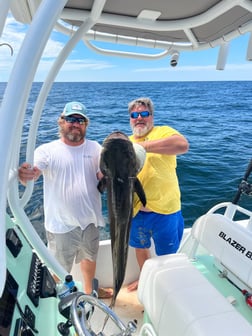 Cobia fishing in Orange Beach, Alabama