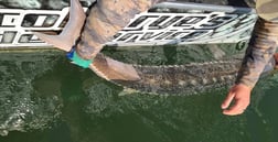 Sturgeon Fishing in Anderson, California